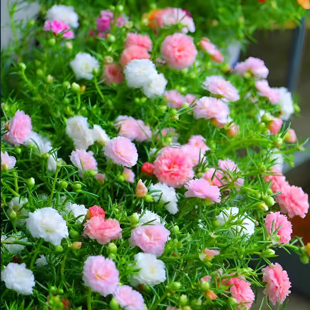 flores ornamentais 100 Flores Das Onze Horas Sementes Dupla A Sementeira planta para vaso