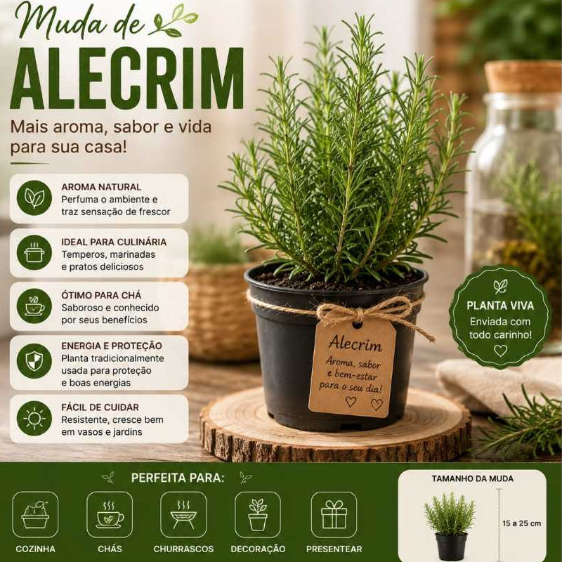 2 Muda de Alecrim Natura Aromatico pra Cha e Temperose e Decoracao