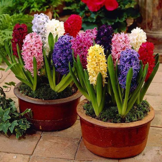 beleza natural Rara 300 sements jacinto cores variadas hy frete rápido pra fazer mudas II