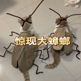 Pacote de Material criativo diy de roupas engraçadas de gato
