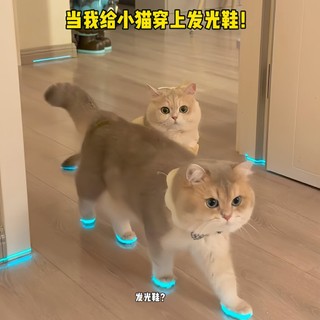 Gato dedicado sapatos luminosos sapatos para cães de estimação apito brinquedo luminoso tira reflexiva gato vestir-se ac
