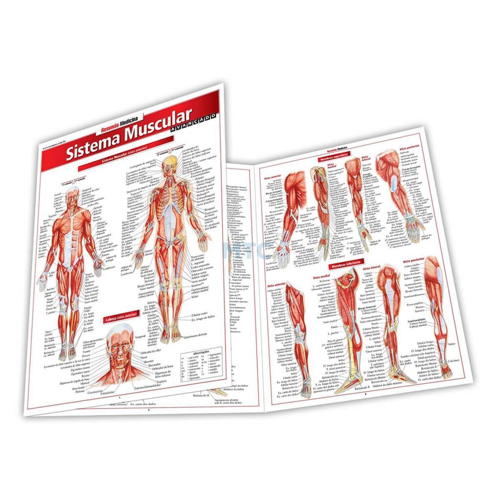 Resumão Medicina - Sistema Muscular (Avançado) em Oferta na Shopee