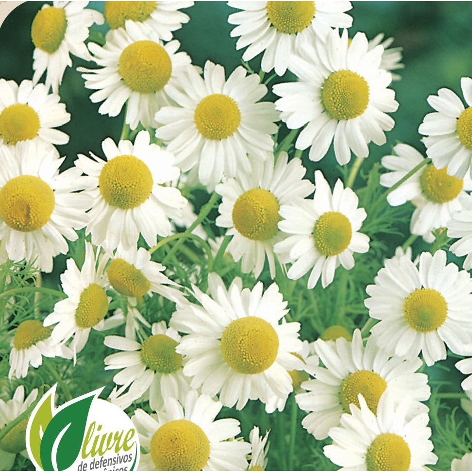 Imagem Sementes de Camomila 100mg Ervas Topseed Flores Vasos Horta  Chá Calmante