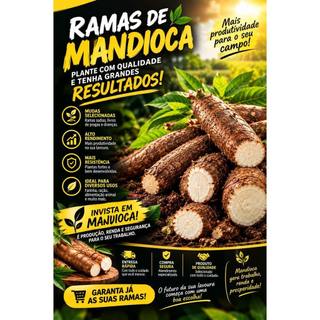 Mudas De Mandioca Manivas Frutada Doce In-natura Mandioca Super Doce Rapida Produção