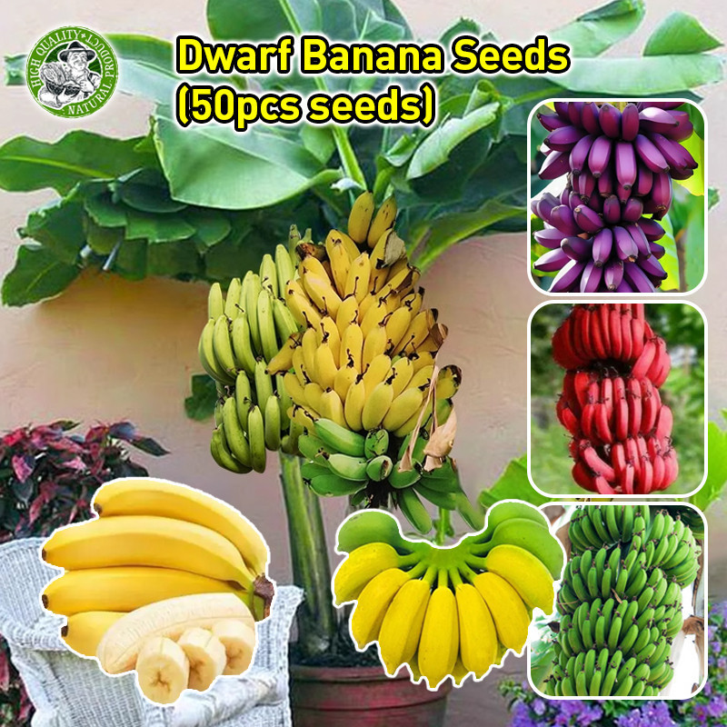 Sementes de Banana Anã Legítimas Orgânicas 200 500 Sementes (Alta germinação) Sementes de Frutas Bonsai Frutas de Varand