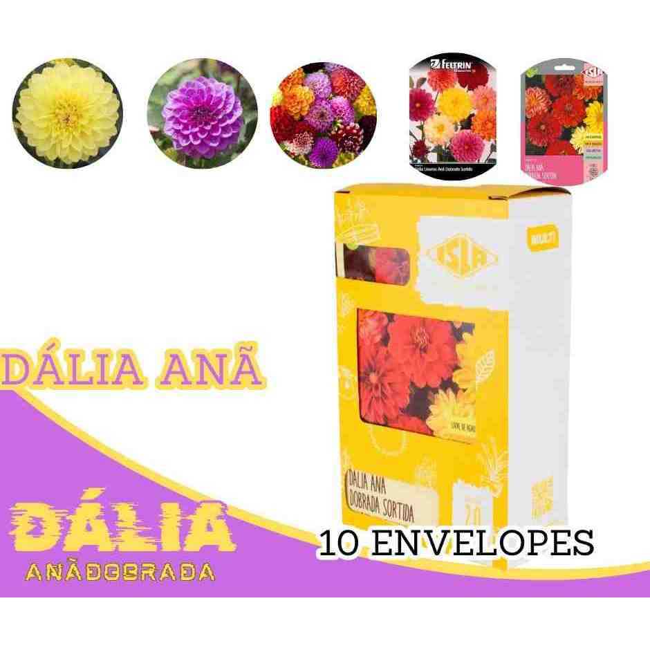 Sementes De Dália Anã Dobrada Sortida
