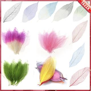 [Lszzx] 50x Magnólia Natural Esqueleto Folha Folhas Cartão Scrapbook-Branco DIY Artesanato Decoração