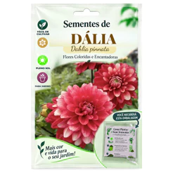 Semeie: 30 sementes de Dália Dobrada Sortida para horta e jardim