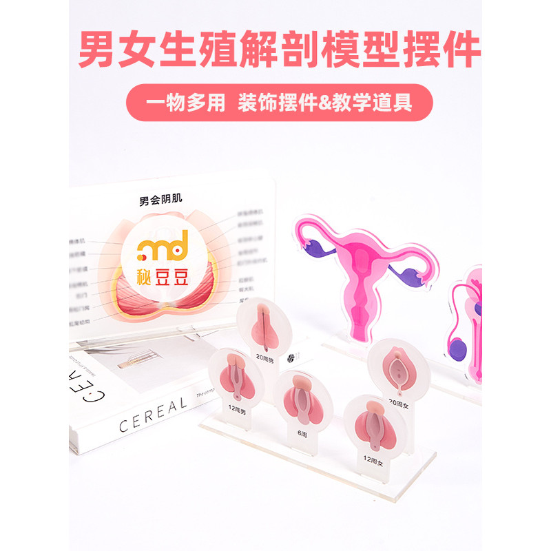 Salão de beleza médica beleza Desktop decoração ornamentos das mulheres dos homens interior exterior sistema repr