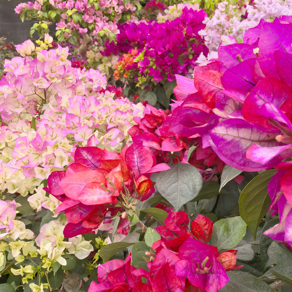 flores ornamentais 100 Buganvília Muda Rápido Crescimento Flores Abundantes planta para vaso