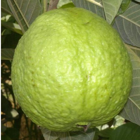 Sementes de Goiaba Tailandesa Gigante