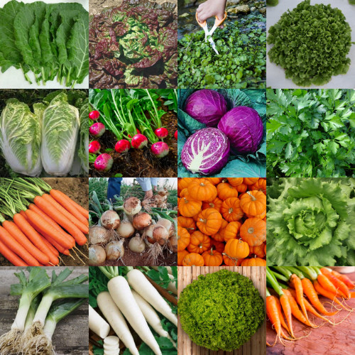 360 Sementes Verduras E Legumes mix de especies com manual de cultivo em Oferta na Shopee