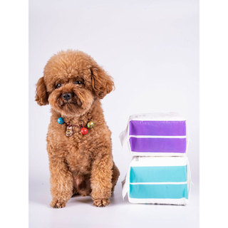 Calças fisiológicas para cães, fraldas para animais de estimação, calças menstruais, Corgi, Bichon, Teddy, Golden Retrie