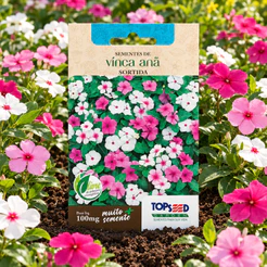 Sementes Vinca Anã Sortida – Floração Linda e Fácil Cultivo
