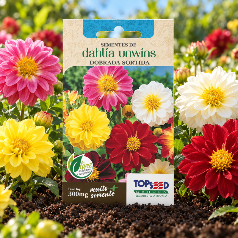 Sementes de Dahlia Unwíns Sortida Dobrada