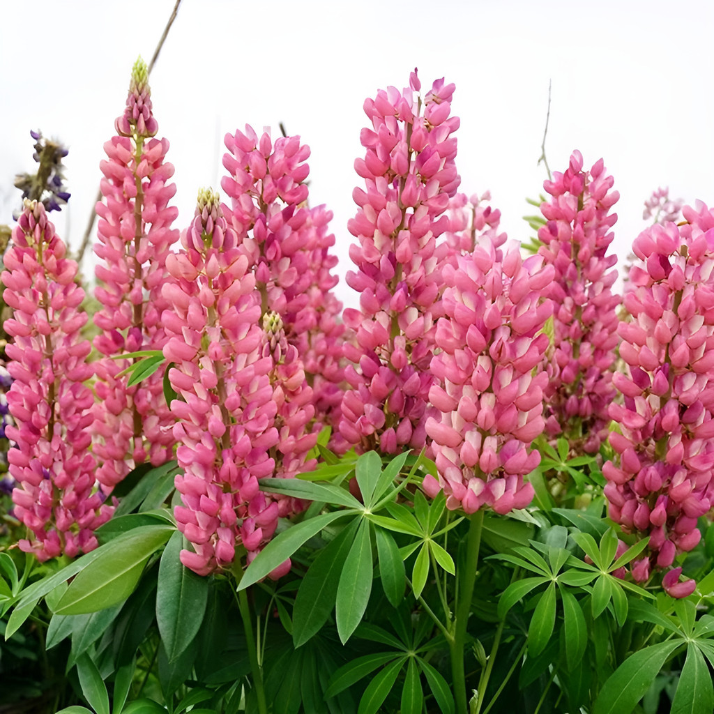flores ornamentais 100 Rubing Sementes De Flores  Semeadura Fácil De Viver planta para vaso