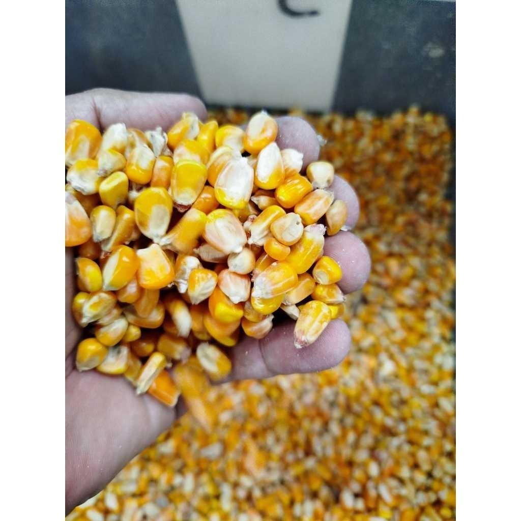 SACO MILHO ATÉ 25 KG - PARA GALINHA, PORCO, PATO, GANSO, CAVALO, PASSAROS — imagem 2 de 2