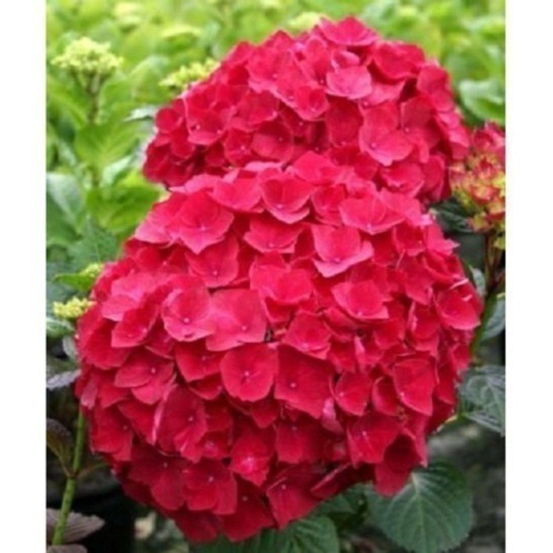 Rara  Sementes De Hortensia Vermelha | ENVIO RÁPIDO!