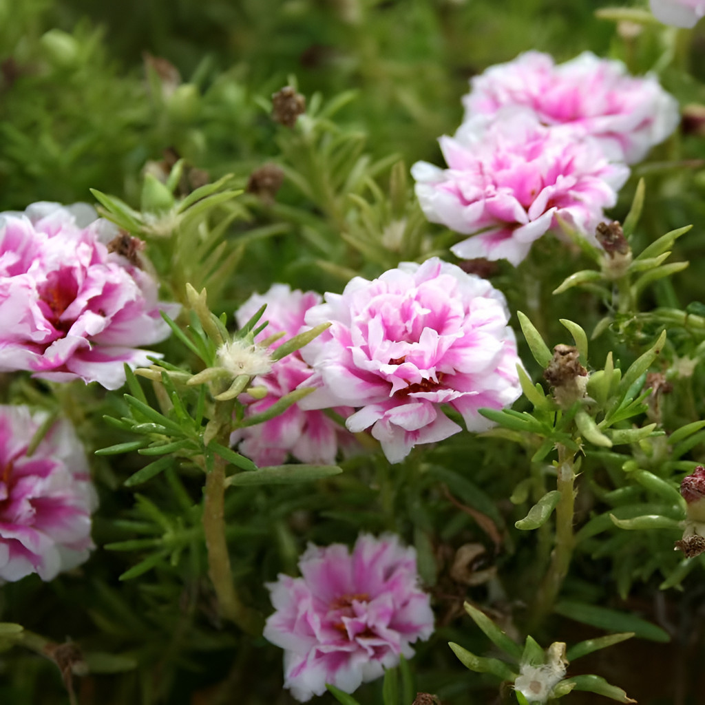 flores ornamentais 100 Portulaca Para Pássaros - Sementes Que Eles Adoram planta para vaso