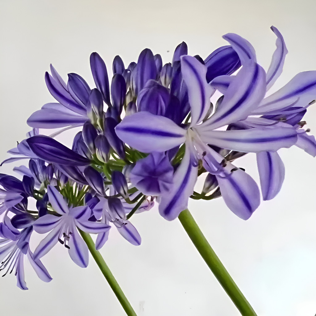 flores ornamentais 100 sementes De Agapanto - Planta Perene De Pouca Manutenção planta para vaso