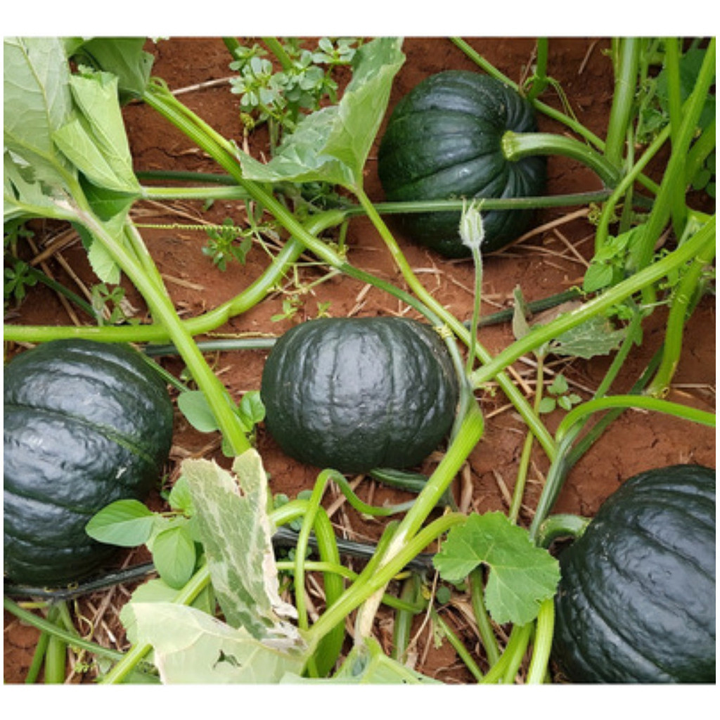 Cultivo urbano 1000 sementes De Abóbora Cabotiá / Japonesa | Cultivo por sementes