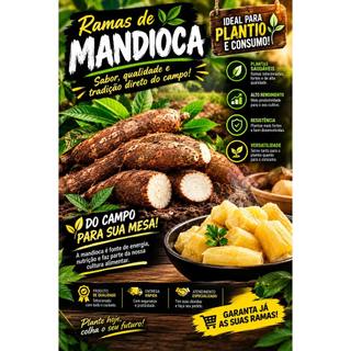 kit 15 Ramas Manivas de Mandioca Frutadas Originais Para Plantio Alta Qualidade E Prudutividade