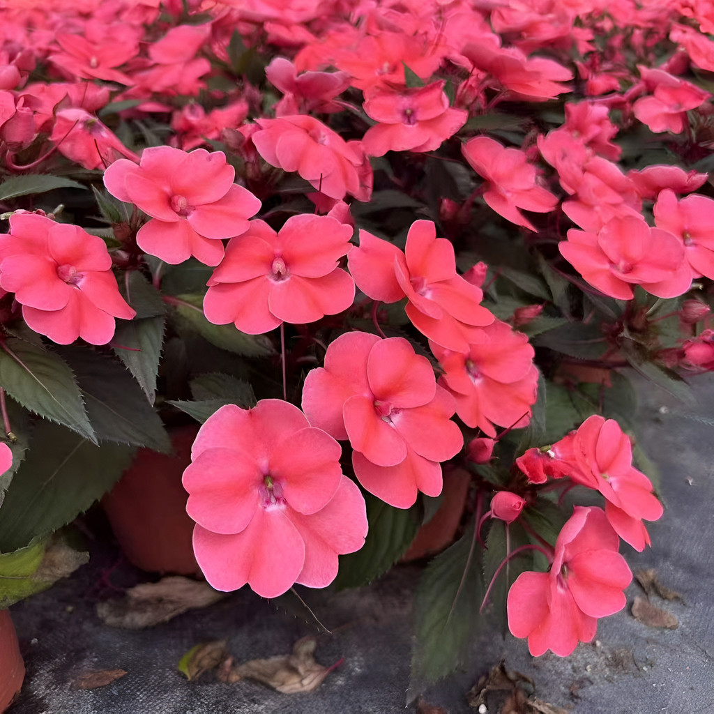 flores ornamentais 100 Impatiens Sementes Preguiçoso Novato Fácil De Cultivar planta para vaso