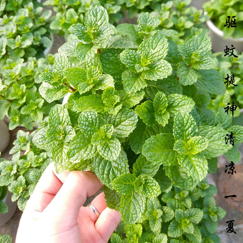 200 500 Sementes [Alta Germinação] Hortelã-Pimenta para Plantio pcs |   Ervas Comestíveis de Menta em Vaso Perfume Mascu