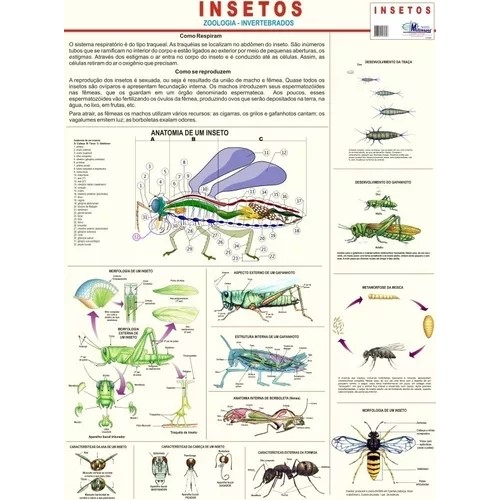 INSETOS autor Multimapas