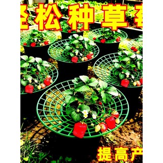 Família morango plantio suporte anti-corrosão anti-invertida simples quadro de suporte jardinagem flor bandeja Rack ferr