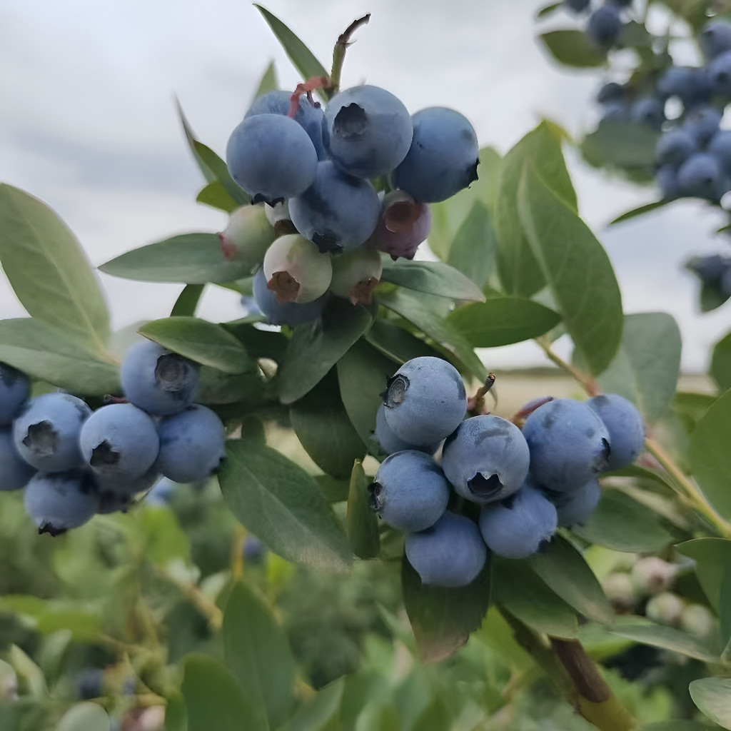 Alta Germinação De Sementes De Mirtilo Sementes de Flores Ornamentais Crescimento Rápido e Fácil