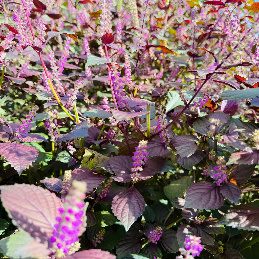 flores ornamentais 100 Sementes De Shiso Tempero Fresco Jardim planta para vaso