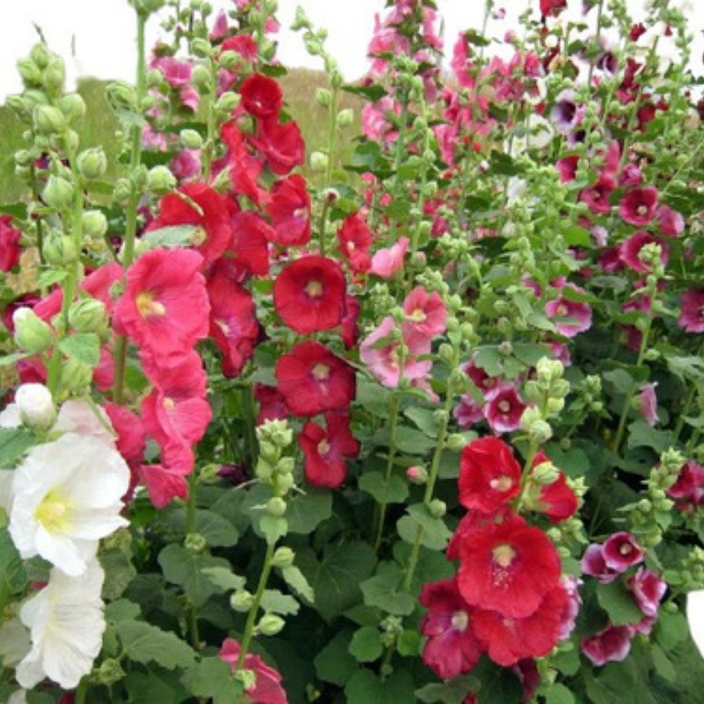 100 sementes De Malva Rosa - Malvavisco - Alcea Rosea - Flor em Oferta na Shopee