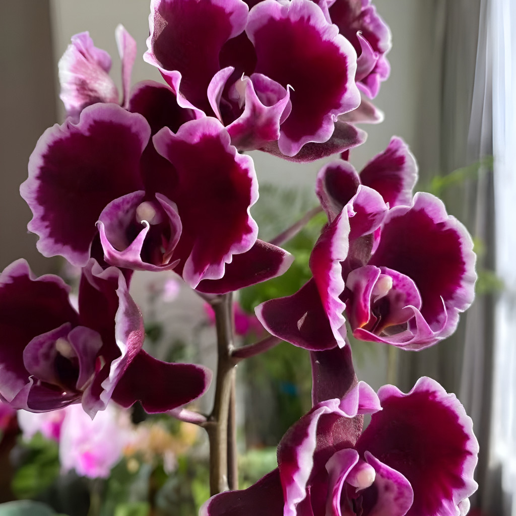 flores ornamentais 100 Sementes De Orquídea Para Cultivo In Vitro - Avançado planta para vaso