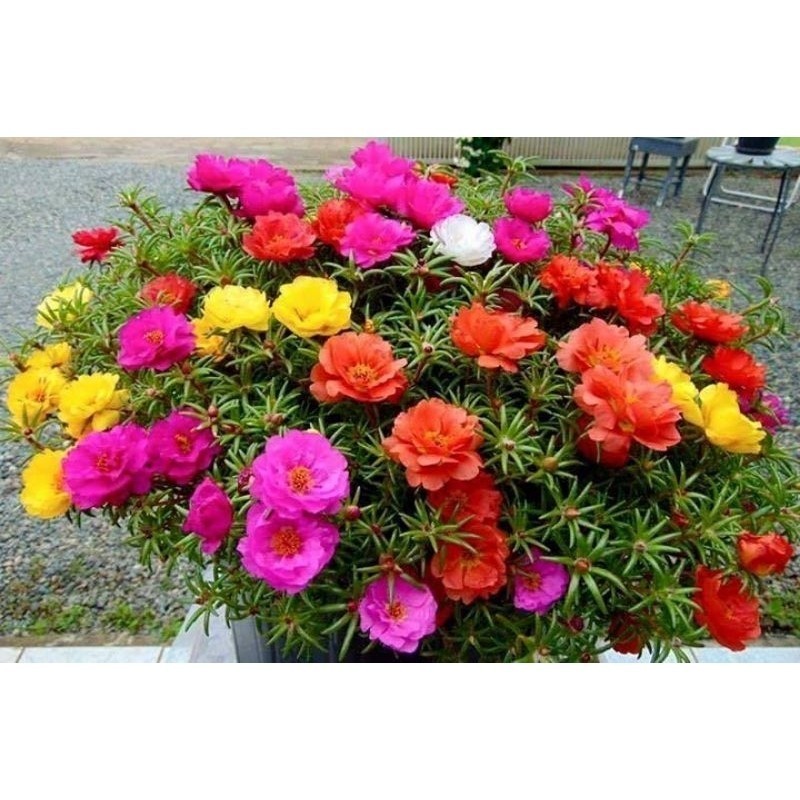 520 Sementes de Onze Horas Cores especiais Exóticas.