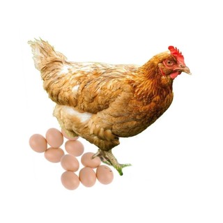 Kit 12 Ovos Falsos De Plástico De Mentira Para Indez Galinha Brinquedo
