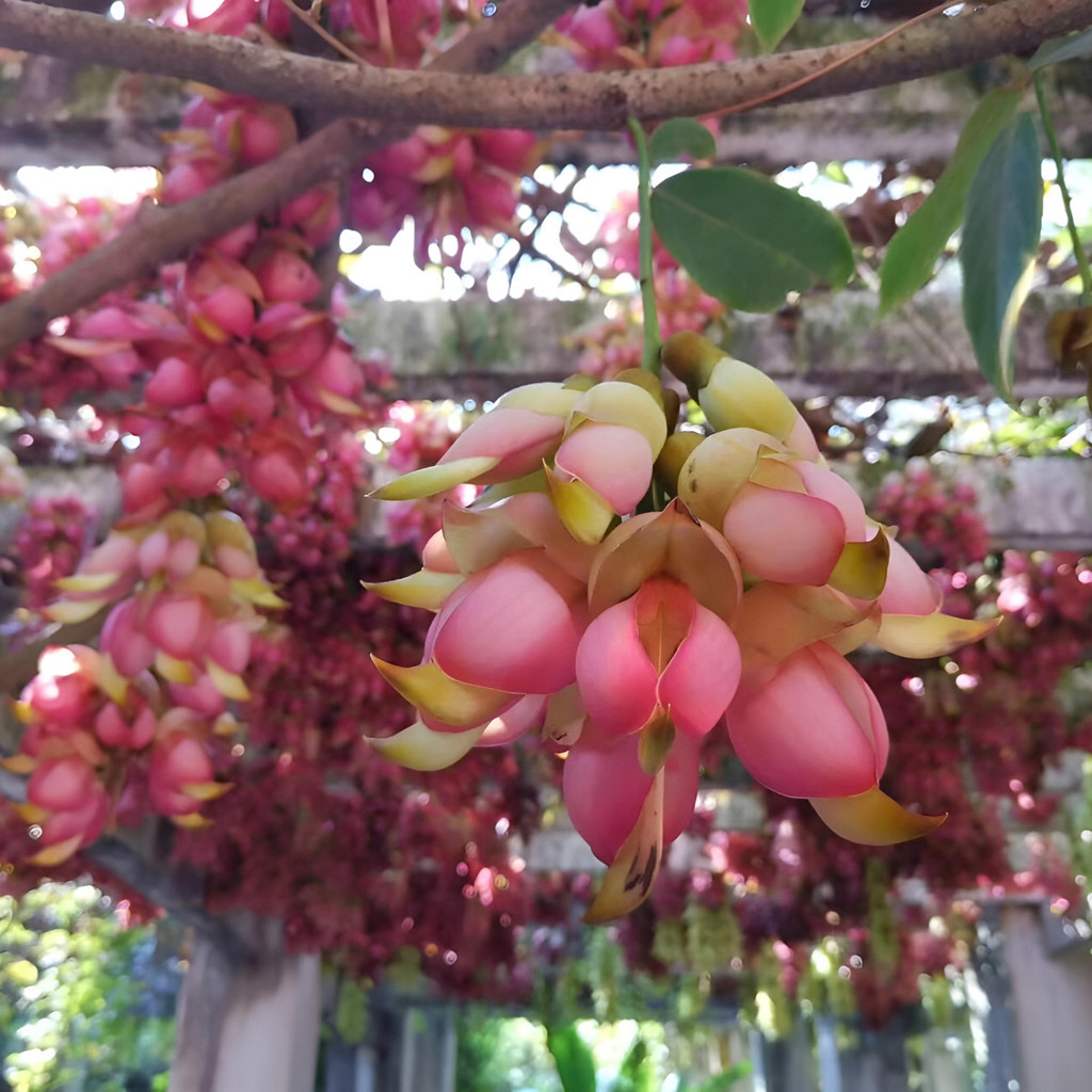 Jardim colorido Sementes De Flor Flor Jardinagem Alta Taxa De Germinação