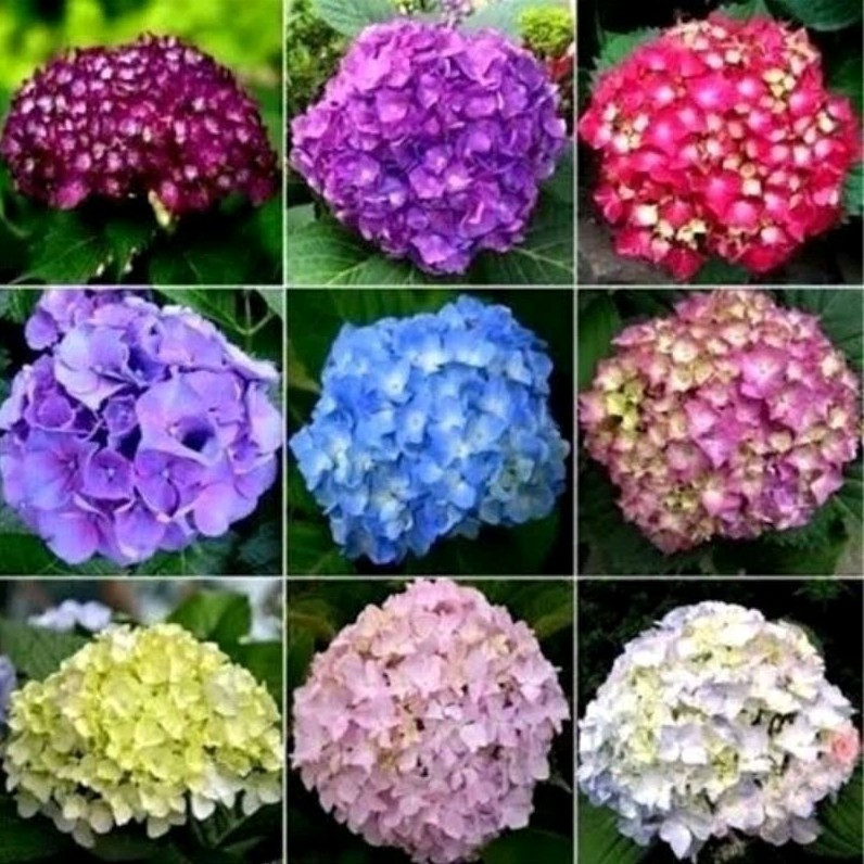 200 Sementes de Hortênsia Mistas em Oferta na Shopee