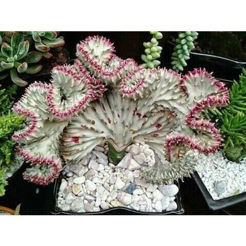 100 sements cacto rabo de dragao com manual de cultivo PROMO em Oferta na Shopee