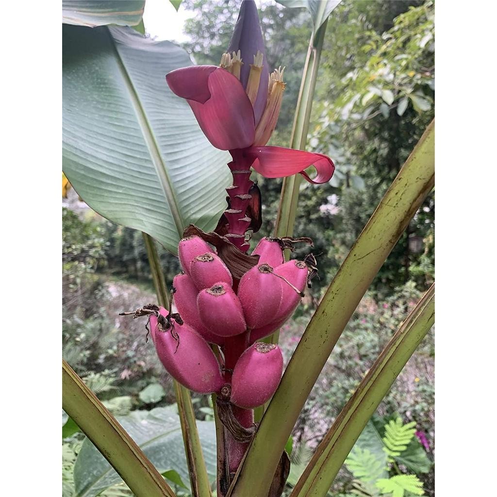 O que é Banana Roxa Muda? Guia e Onde Comprar | BuscaProdutos