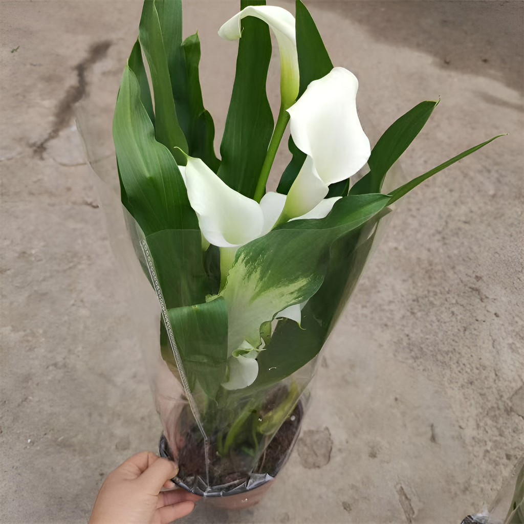 sementes premium Mudas De Copo-de-leite - Perfeitas Para Lagos E Vasos fácil de plantar em Oferta na Shopee