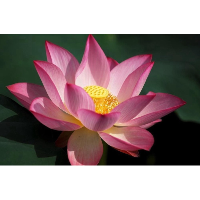 Raro Sementes Flor De Lotus Nelumbo Nucifera Ninféia P/ Muda | em Oferta na Shopee