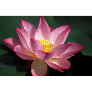 Raro Sementes Flor De Lotus Nelumbo Nucifera Ninféia P/ Muda | em Oferta na Shopee