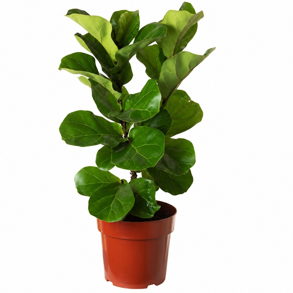 Ficus Lyrata Bambino Figueira Lira Muda Planta Natural Sala Apartamento