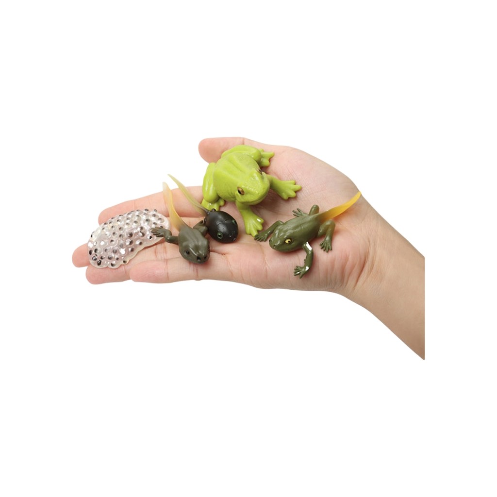 Simulação Animal modelo ecológico brinquedo de plástico sapo caracol borboleta aranha Mosquito ciclo de crescimento bebê