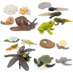 Brinquedo Infantil Educativo ZEALOUS Libélula De Galinha/Educação Inicial/Ciclo De Vida/Simulação/Animais