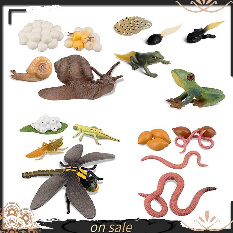 [Vendas Quentes Y] Ciclo De Vida De Sapo , Caracol , Minhoca , Libélula , Girino De Ovo Para Safariologia , Estatuetas A