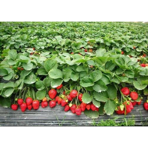 *NOVO* MORANGO *GIGANTE*, FRUTA MAIOR, SEMPRE FRUTÍFERA, 200 500 SEMENTES em Oferta na Shopee