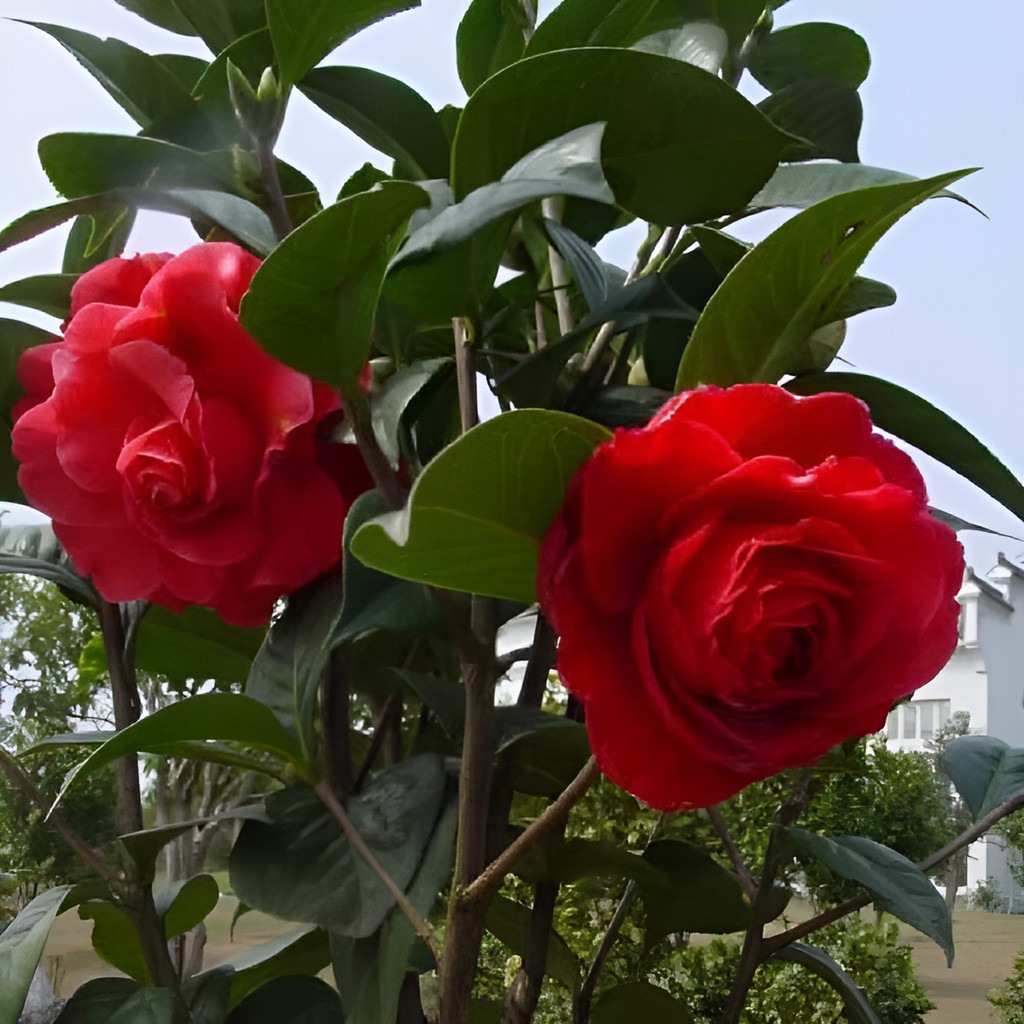 Para iniciantes Fácil cultivo flores ornamentais 50 Sementes De Camélia Rosa, Branca Ou Vermelha planta para vaso Para i