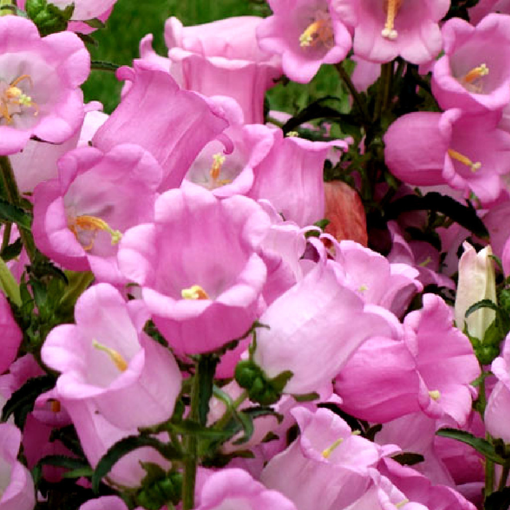 germinação rápida Sementes de Flor Campanula Bell Média aproximadamente  Sementes Cores Misturadas